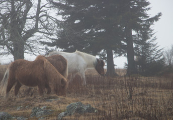Wild Ponies