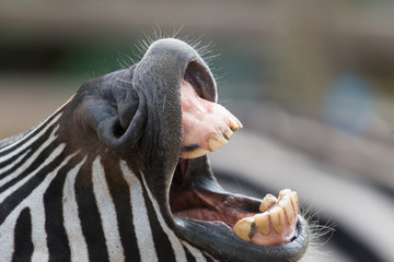 laughing zebra © Charles