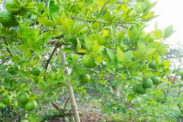 Lemons on tree