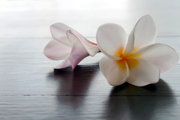 Obraz na płótnie Canvas Closeup Plumeria or Frangipani Tropical flowers on wood table, s