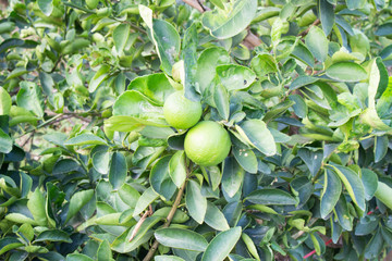 Lemons on tree