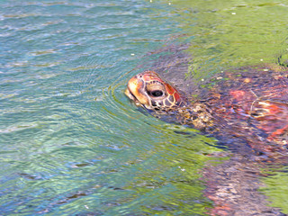 Colorful Sea Turtle