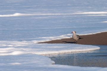 Seagull in the surf