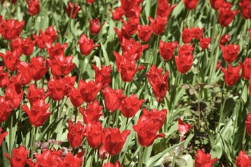 Tulips