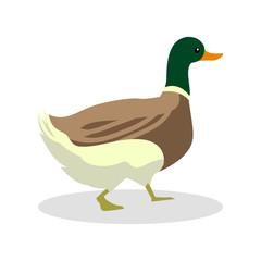 duck color illustration design