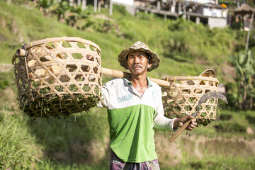 balinese rice field worker on rice field