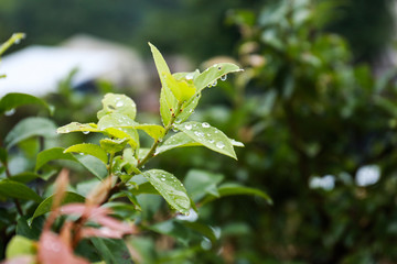 Dewdrop on leaf, water drop on the green leaf, Close up water drops on fresh green leaf