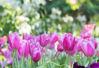 Closeup of pink tulips in a field.