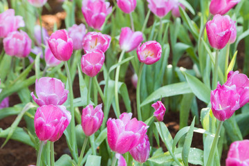Closeup of pink tulips in a field.