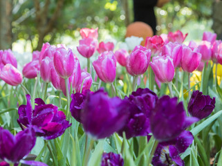Obraz na płótnie Canvas Closeup of pink tulips in a field.