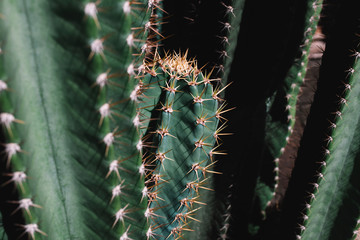 Closeup of cactus, Indonesia