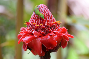 bright red torch ginger flower with green gecko 