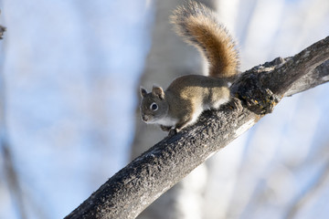 Squirrel Winter