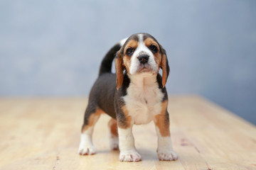 strong female beagle puppy in action
 