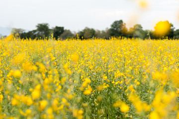 Obraz premium Rapeseed field, Blooming canola flowers close up. Rape on the fi