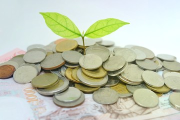 Plant Growing In Savings Coins. Investment or education Concept.