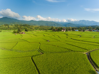 Rice farm Map, Bird Eye View