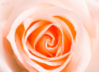 Beautiful light orange rose on white background
