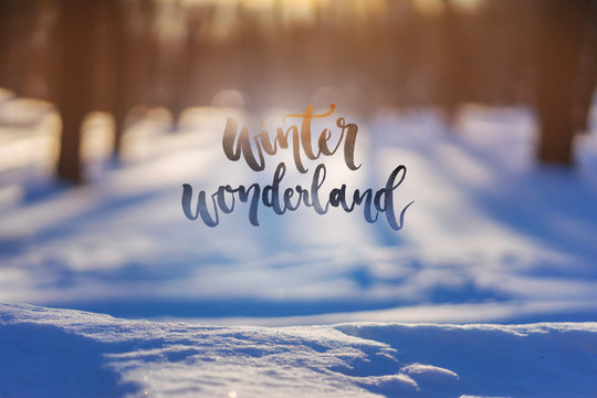 Winter Wonderland - Inspirational quote on a winter landscape background, Mood Postcard with winter sunny park, Calligraphy lettering, Forest on the background.