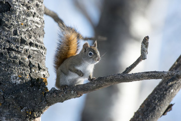Squirrel Winter