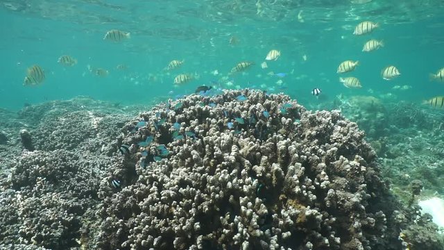 Underwater Porites coral with shoal of tropical fish (damselfish and surgeonfish) in shallow water, motionless scene, Pacific ocean, Huahine, French Polynesia
