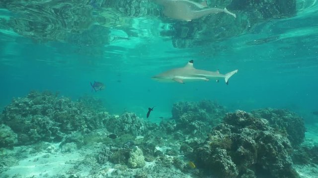 Underwater a bluefin trevally fish with blacktip reef shark, French Polynesia, lagoon of Huahine island, motionless scene, Pacific ocean
