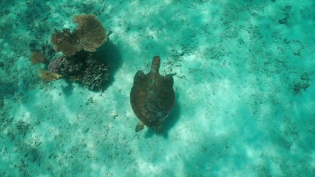 Underwater green sea turtle, Chelonia mydas, seen from above swims over the seabed, lagoon of Grand Terre island, south Pacific ocean, New Caledonia
