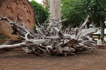 The roots of old temple in a public place.