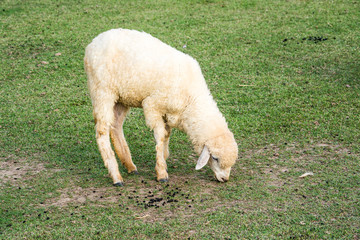 The sheep is a quadrupedal, ruminant mammal typically kept as livestock. 