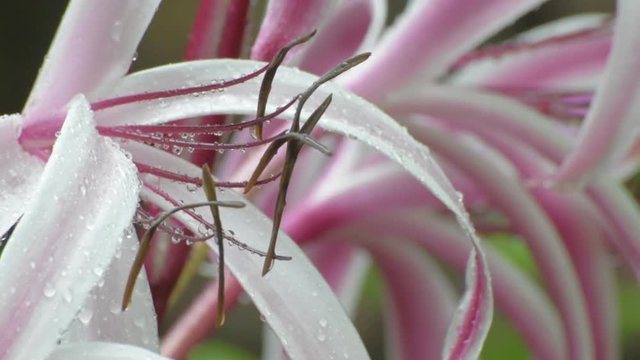 Rain drops falling on pink and white Lily flower plant , beautiful natural HD stock footage , seasonal and environmental background