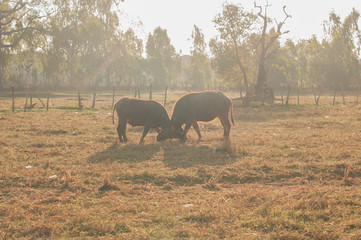 .Buffalo grass, tricky center field at dawn. A light golden colo
