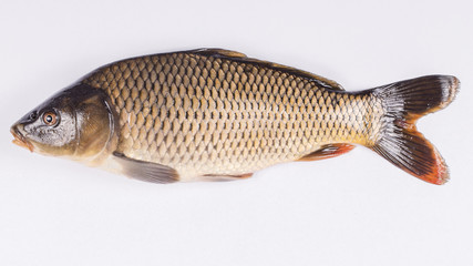 Common carp fish on white background,