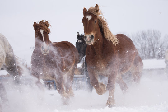 雪原を走る馬