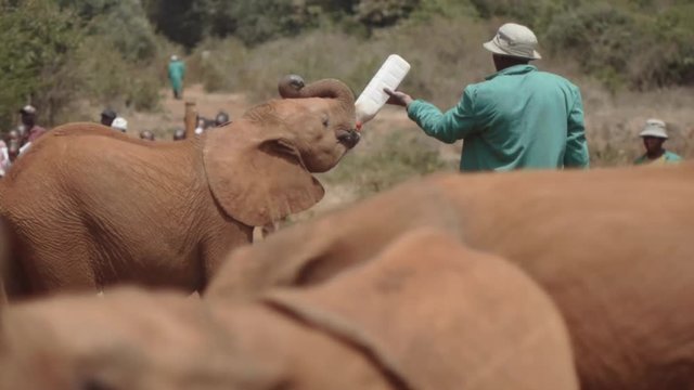 Feeding a baby elephant with milk