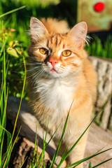 Obraz premium Cute pretty curious red female cat posing outdoors for camera