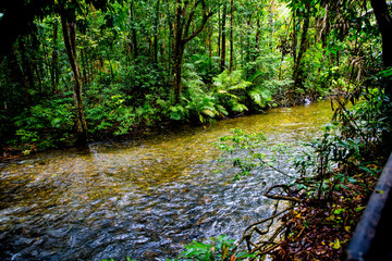 Daintree Rainforest River 