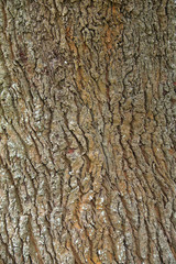 Texture of tree bark for background.