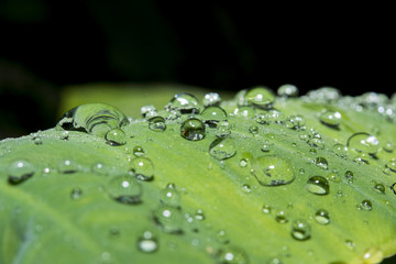 drop dew water on the left macro