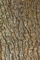 Texture of tree bark for background.