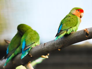 Fototapeta na wymiar lovebirds parrots at the zoo