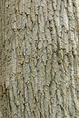 Fototapeta premium Texture of tree bark for background.