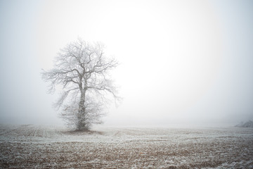 Givre, paysages enneigés