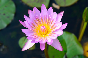 Pink lotus flower close up