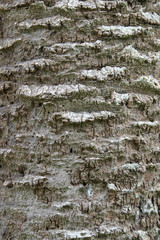 Texture of tree bark for background.