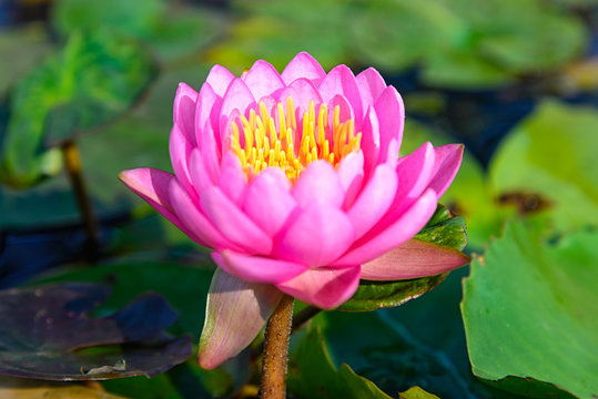 Fototapeta Pink lotus flower close up 