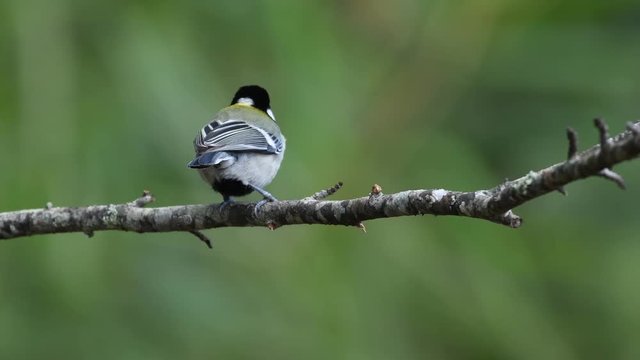Tit Birds in Thailand and Southeast Asia.
