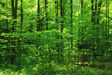 Fototapeta premium green forest background