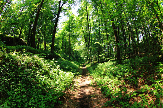 Fototapeta green forest path