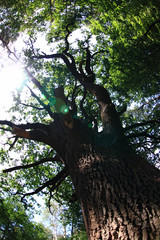 old oak tree