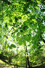 Fototapeta premium green forest background